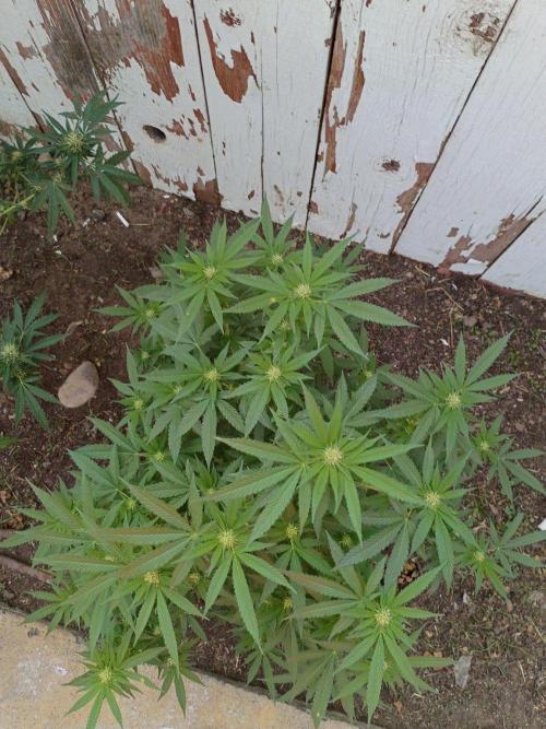 RS11 Outdoor WA 2026. Week 23