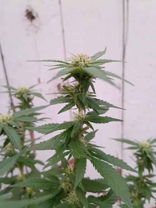 RS11 Outdoor WA 2026. Week 24