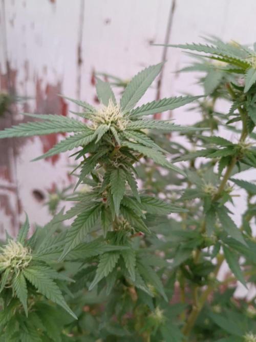 RS11 Outdoor WA 2026. Week 24