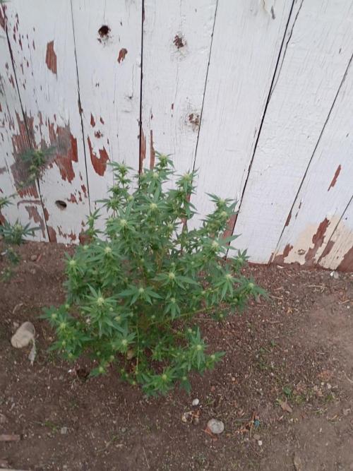 RS11 Outdoor WA 2026. Week 24