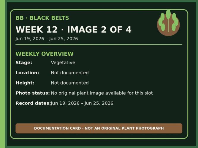 Black Belts Outdoor WA 2026. Week 11