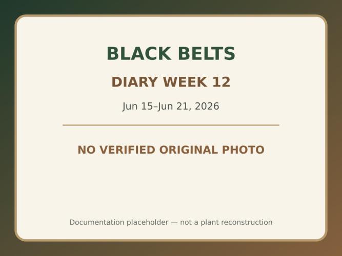 Black Belts Outdoor WA 2026. Week 11