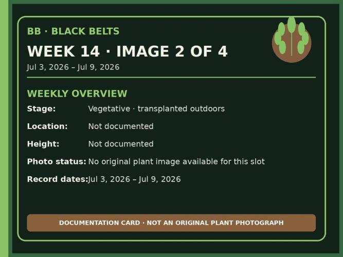 Black Belts Outdoor WA 2026. Week 13