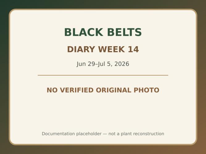 Black Belts Outdoor WA 2026. Week 13
