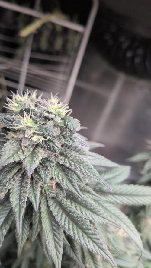 LSD-Feminsed. Week 8