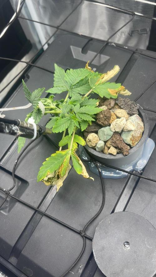 🍌🥦🏎️🌱?. Week 4