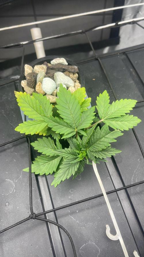 🍌🥦🏎️🌱?. Week 4