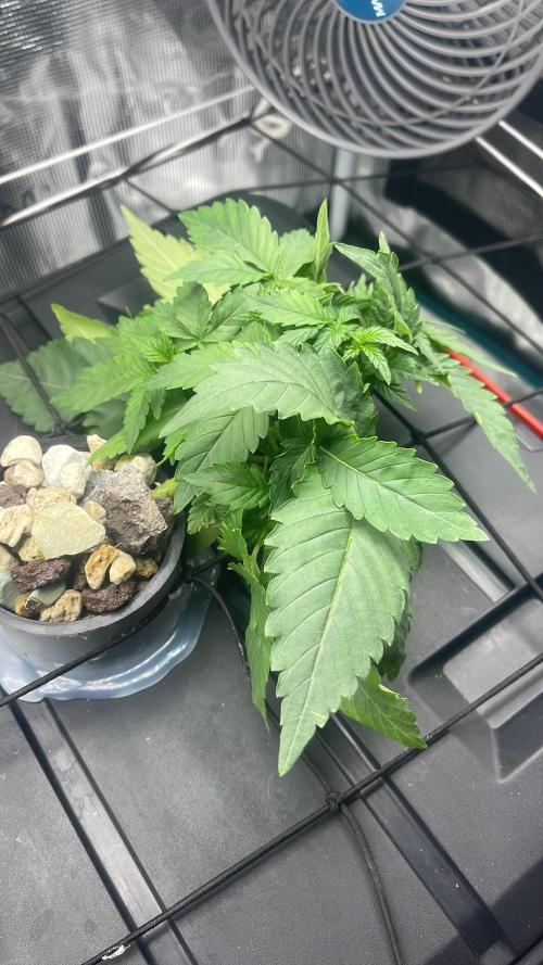 🍌🥦🏎️🌱?. Week 4
