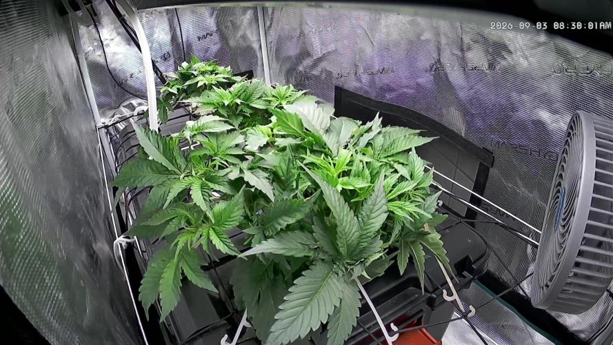 🍌🥦🏎️🌱?. Week 5 - 03.09.