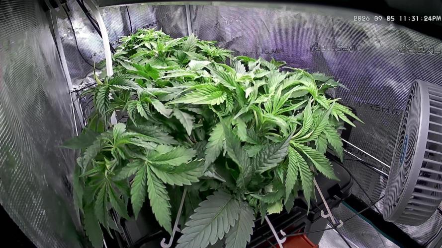 🍌🥦🏎️🌱?. Week 5 - 05.09.