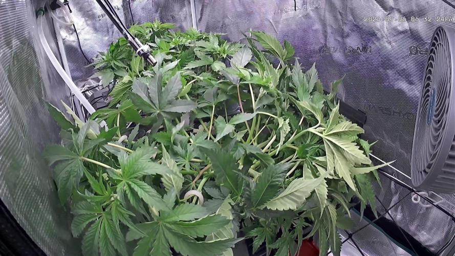 🍌🥦🏎️🌱?. Week 5 - 06.09.