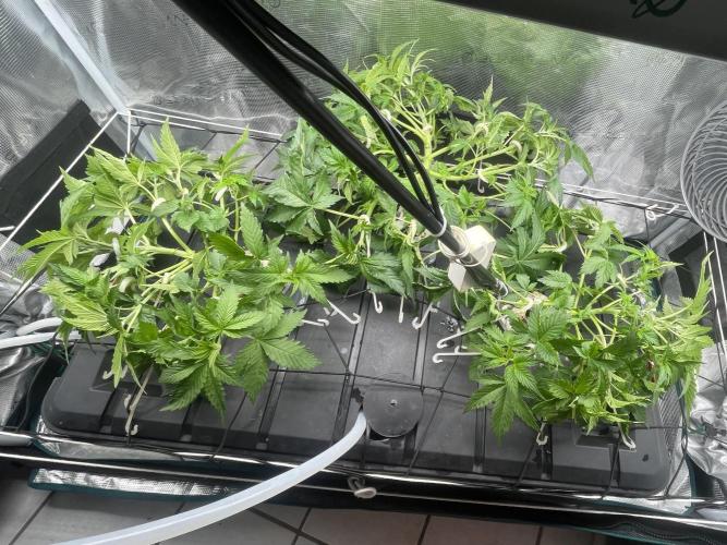 🍌🥦🏎️🌱?. Week 5 - 06.09.