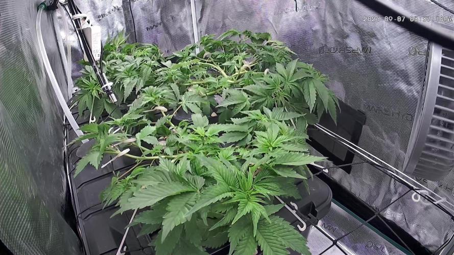 🍌🥦🏎️🌱?. Week 6 - 07.09.