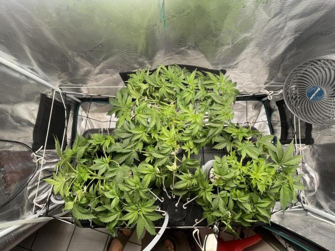 🍌🥦🏎️🌱?. Week 6 - 08.09.