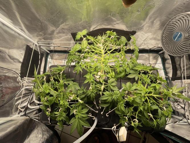 🍌🥦🏎️🌱?. Week 6 - 08.09.
