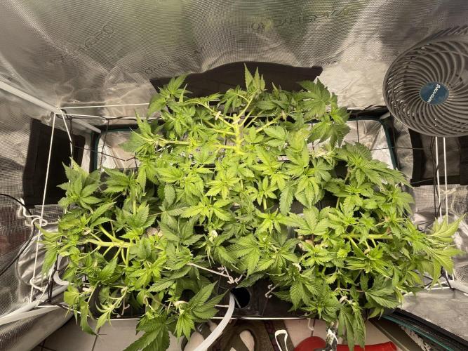 🍌🥦🏎️🌱?. Week 6 - 10.09.