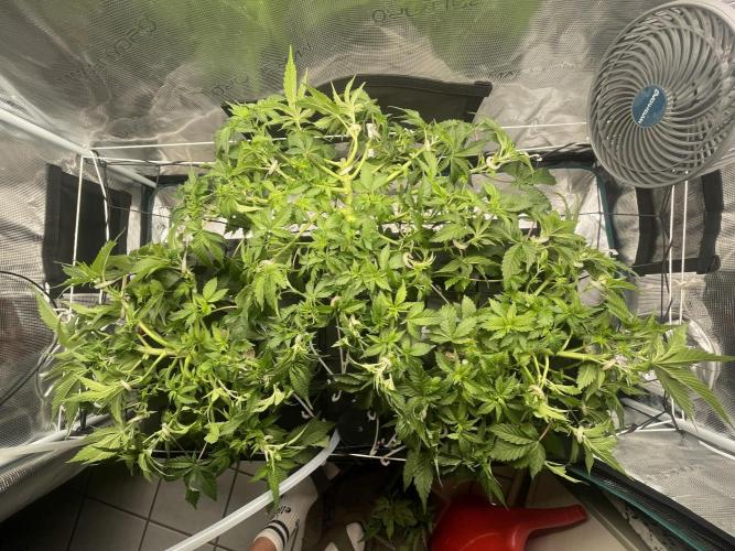 🍌🥦🏎️🌱?. Week 6 - 12.09.