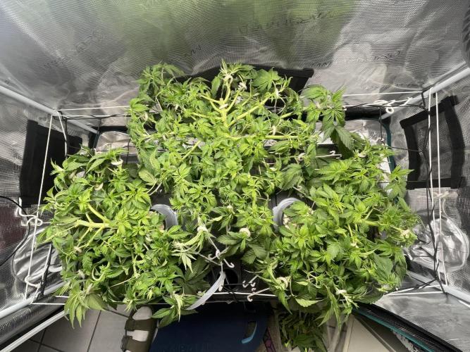 🍌🥦🏎️🌱?. Week 6 - 13.09.