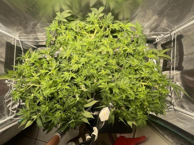 Banana Runtz - F1 HYBRID. Week 7