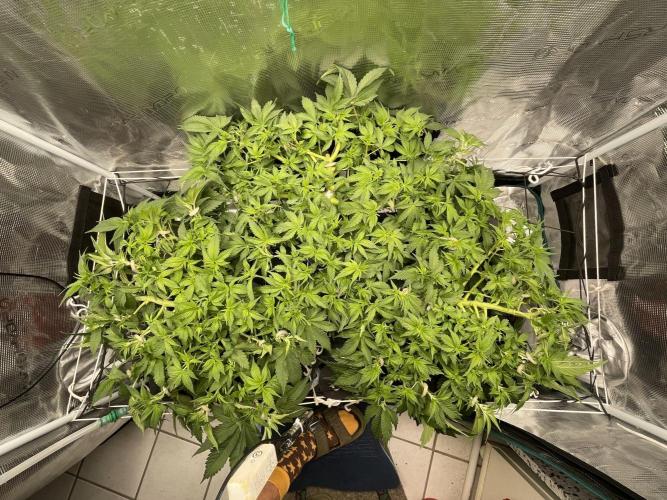 Banana Runtz - F1 HYBRID. Week 7