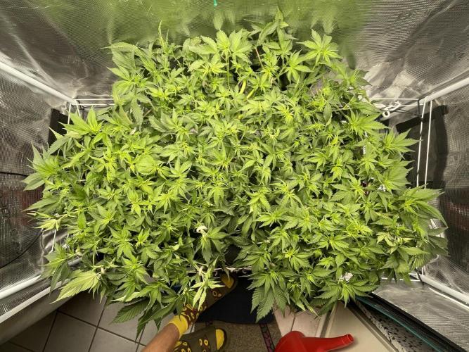 Banana Runtz - F1 HYBRID. Week 8