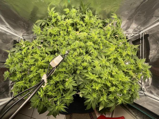 🍌🥦🏎️🌱?. Week 8 - 23.09. 