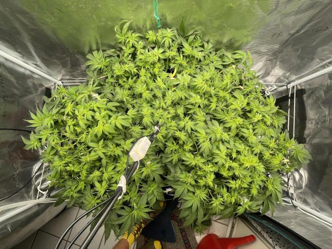 🍌🥦🏎️🌱?. Week 8 - 24.09.   
