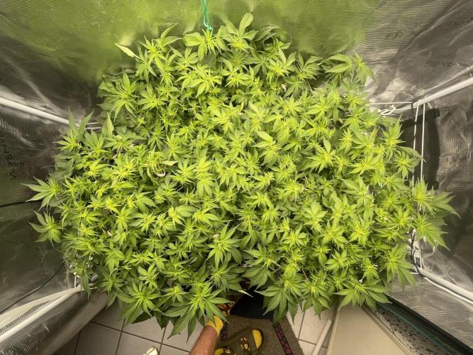 Banana Runtz - F1 HYBRID. Week 8
