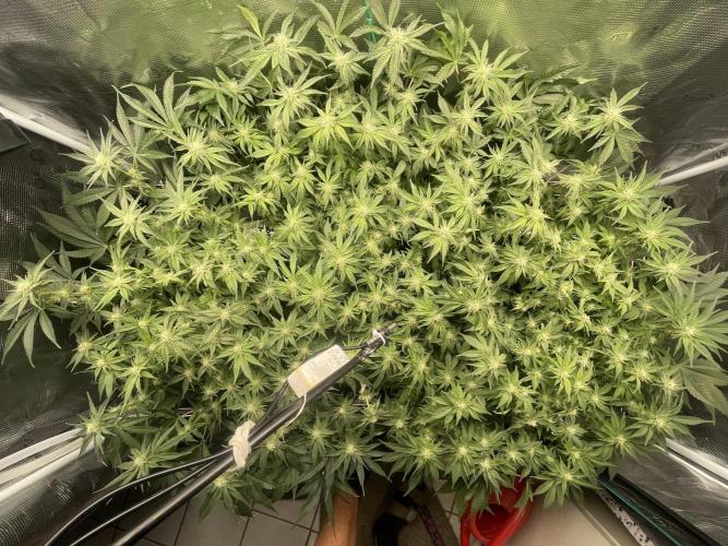 🍌🥦🏎️🌱?. Week 10 - 07.10.