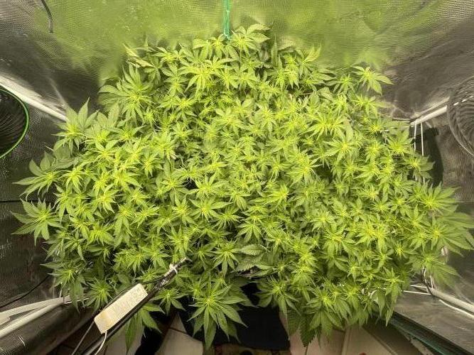 🍌🥦🏎️🌱?. Week 9 - 28.09.