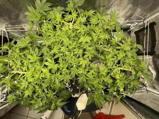 🍌🥦🏎️🌱?. Week 7 - 16.09.