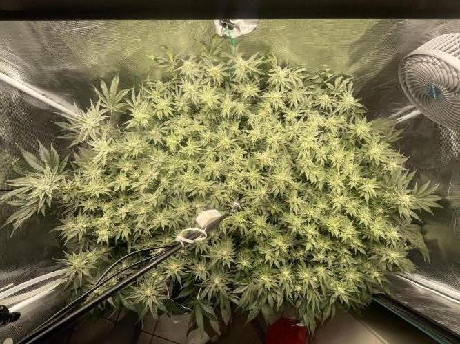 🍌🥦🏎️🌱?. Week 11 - 18.10.