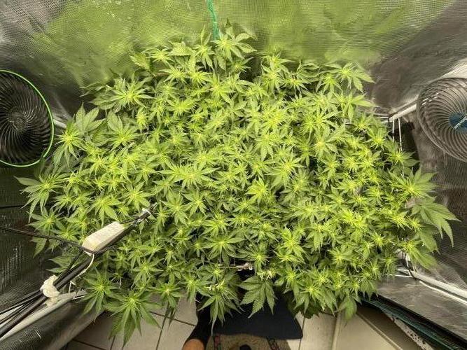 Banana Runtz - F1 HYBRID. Week 9