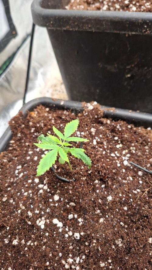 Primer intento Atico. Week 1