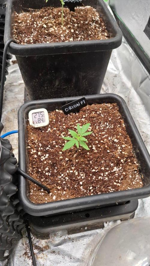 Primer intento Atico. Week 3 - Semana 2