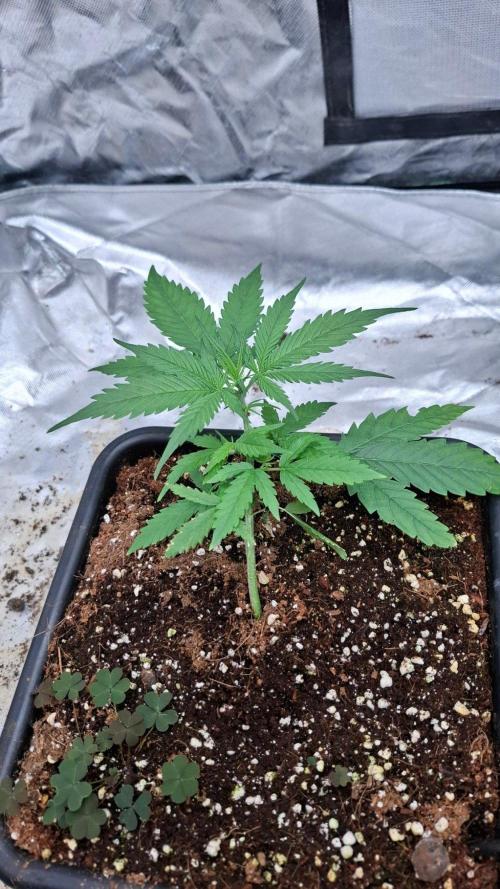 Primer intento Atico. Week 3