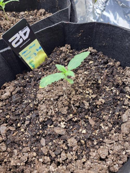 Mendo gorilla lc. Week 0 - Lemon Cherry, 2nd try. Had 1 purple &1 green plant. Green seemed more potent. 