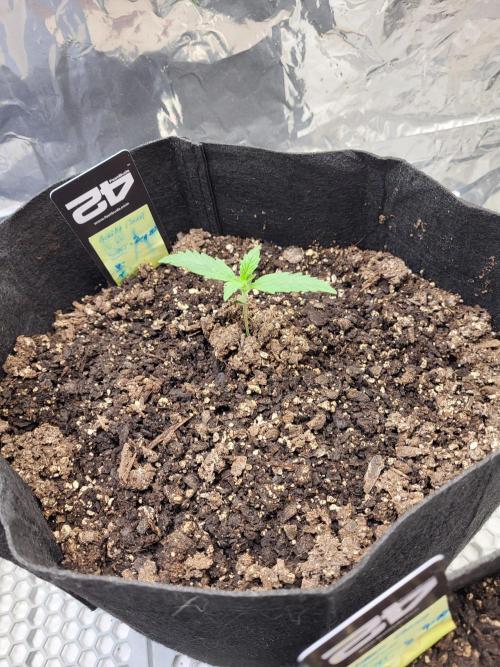 Mendo gorilla lc. Week 0 - Gorilla cookies, sprouted in 2 days. 2nd time. 1st try they didn't want to grow.
