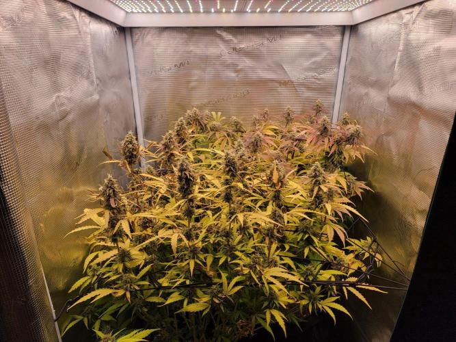 First Grow. Week 10