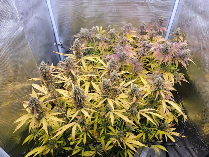 First Grow. Week 10