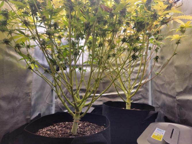 First Grow. Week 10
