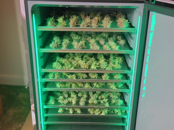 First Grow. Week 10