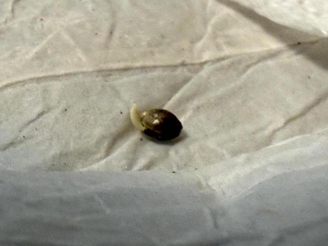 first ever grow. Week 0