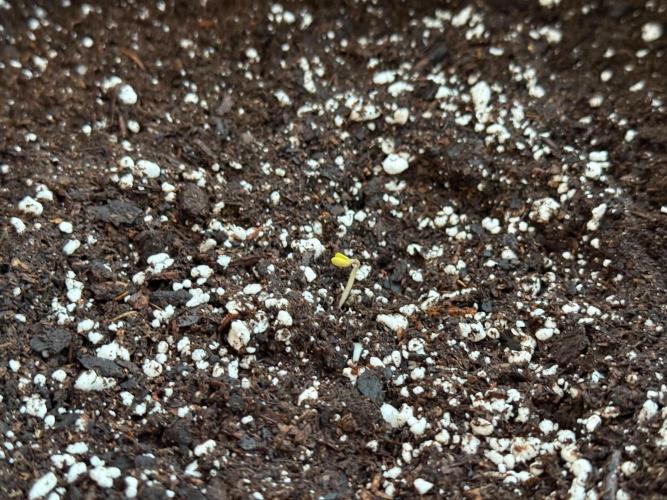 first ever grow. Week 0