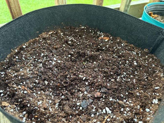 first ever grow. Week 0