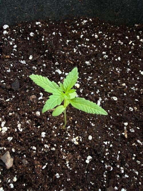 first ever grow. Week 2