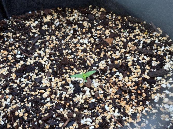 first ever grow. Week 2