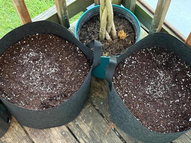 first ever grow. Week 0