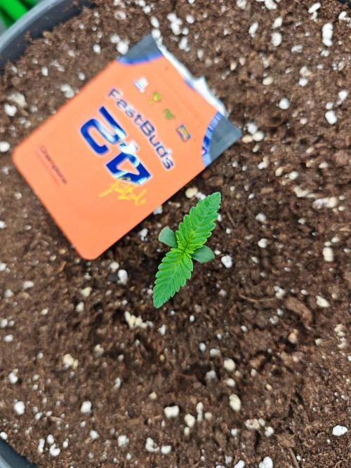 Mango Cherry Runtz. Week 1 - Day 4