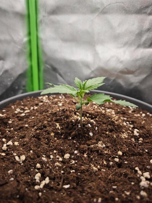 Mango Cherry Runtz. Week 2